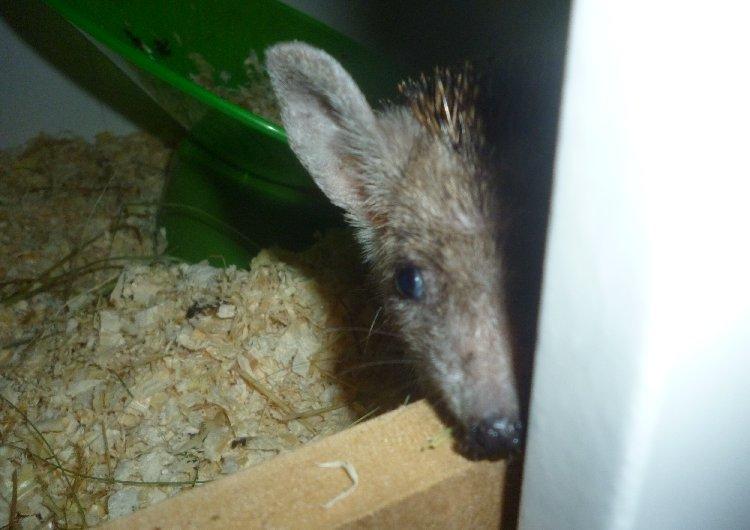 Pindsvin "Egyptisk langøret" | Nova billede 5