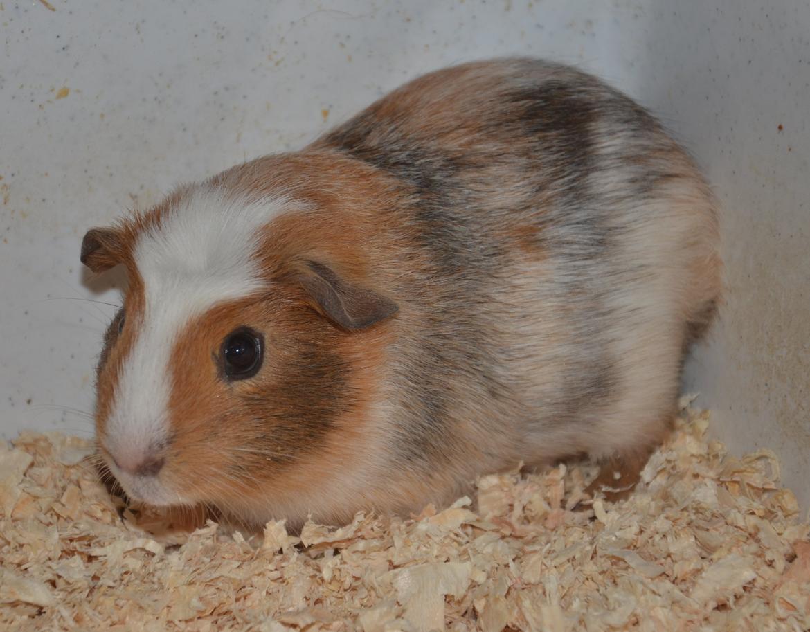 Marsvin Benjamin billede 2