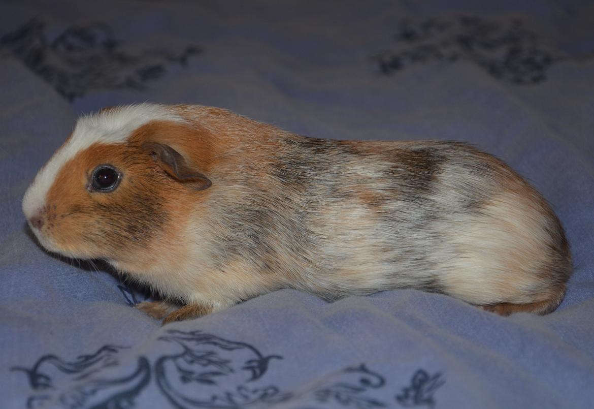 Marsvin Benjamin billede 3