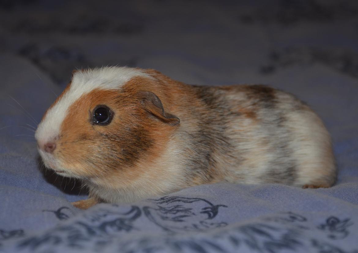 Marsvin Benjamin billede 4