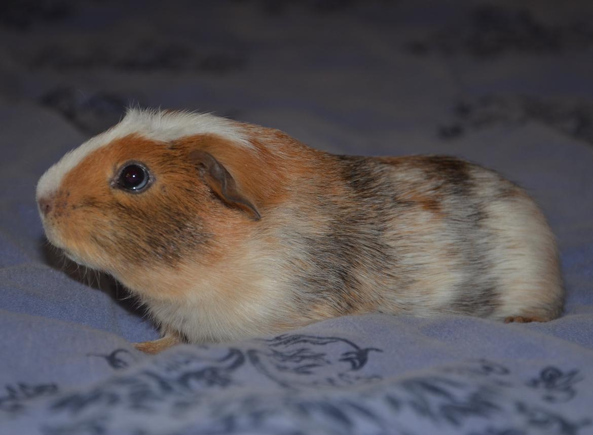 Marsvin Benjamin billede 5