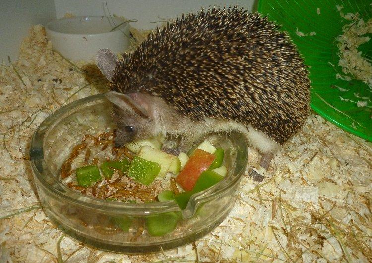 Pindsvin "Egyptisk langøret" | Nova billede 6