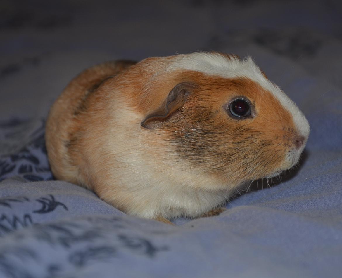 Marsvin Benjamin billede 6