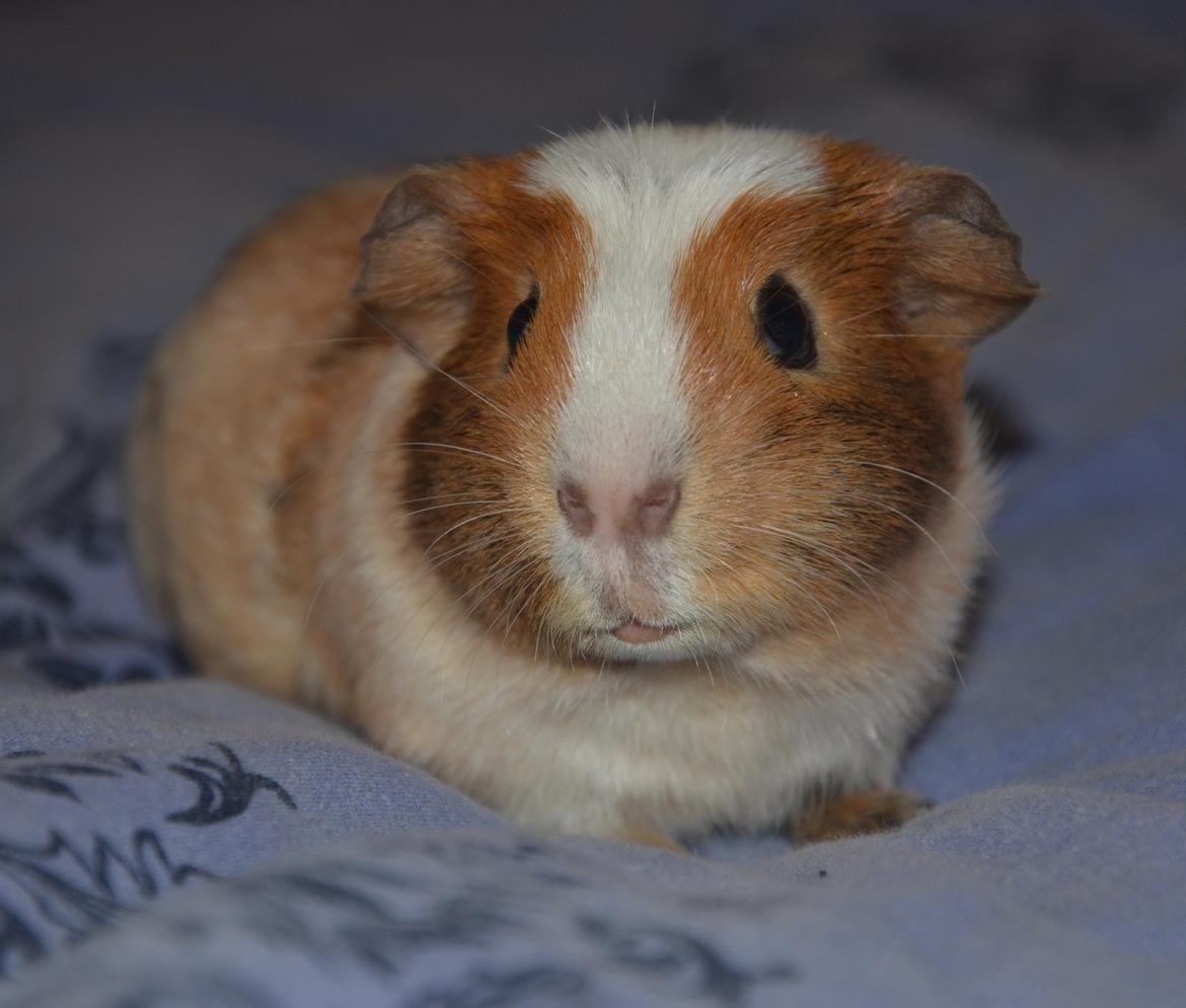 Marsvin Benjamin billede 7