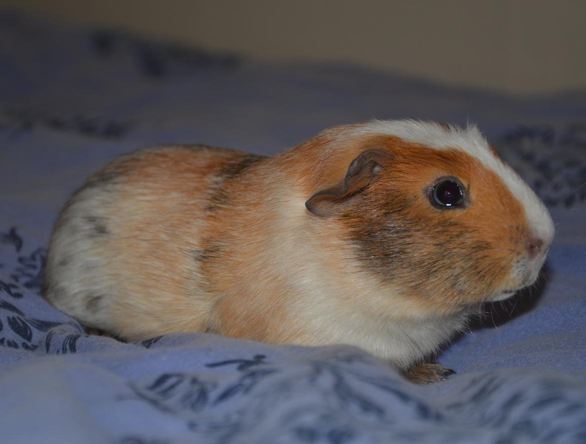 Marsvin Benjamin billede 8