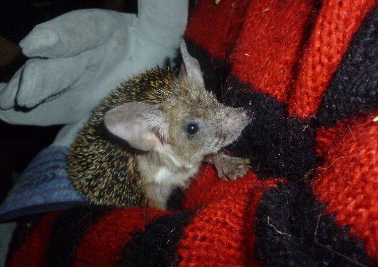 Pindsvin "Egyptisk langøret" | Nova billede 7