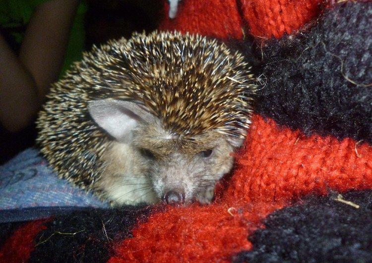 Pindsvin "Egyptisk langøret" | Nova billede 8