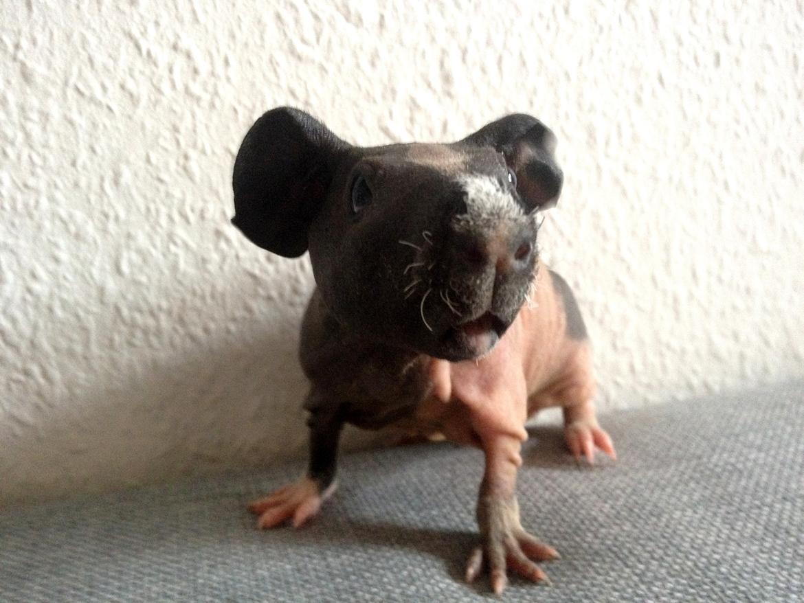 Marsvin Karma´s Afroditte billede 2