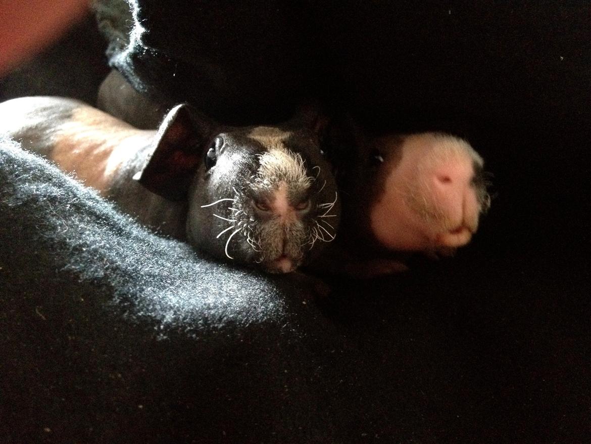 Marsvin Karma´s Afroditte billede 4