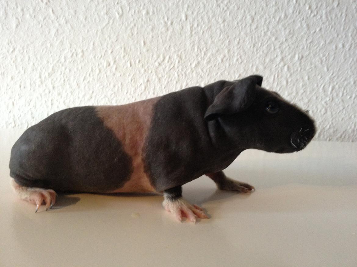 Marsvin Karma´s Afroditte billede 5