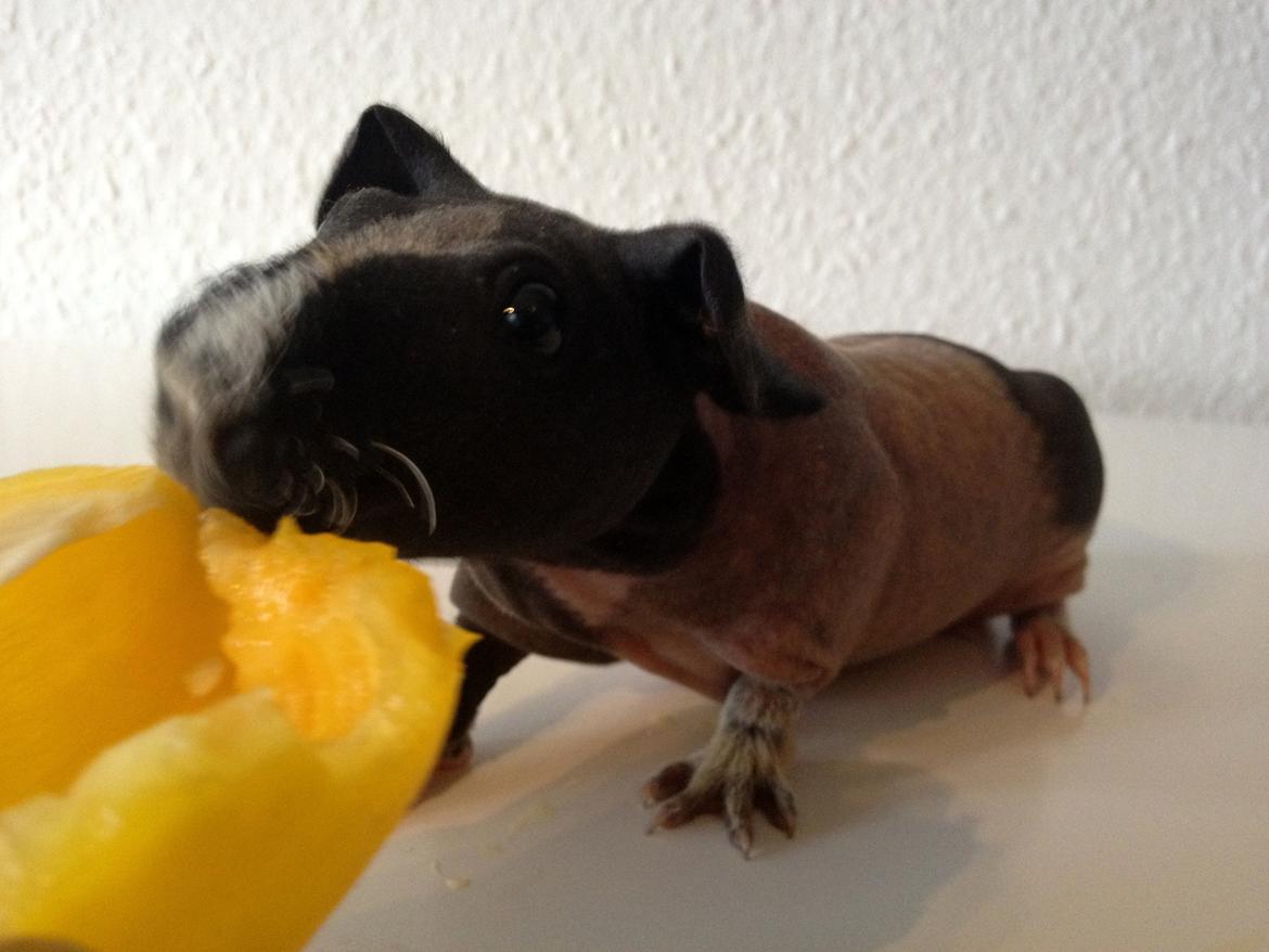 Marsvin Karma´s Afroditte billede 6