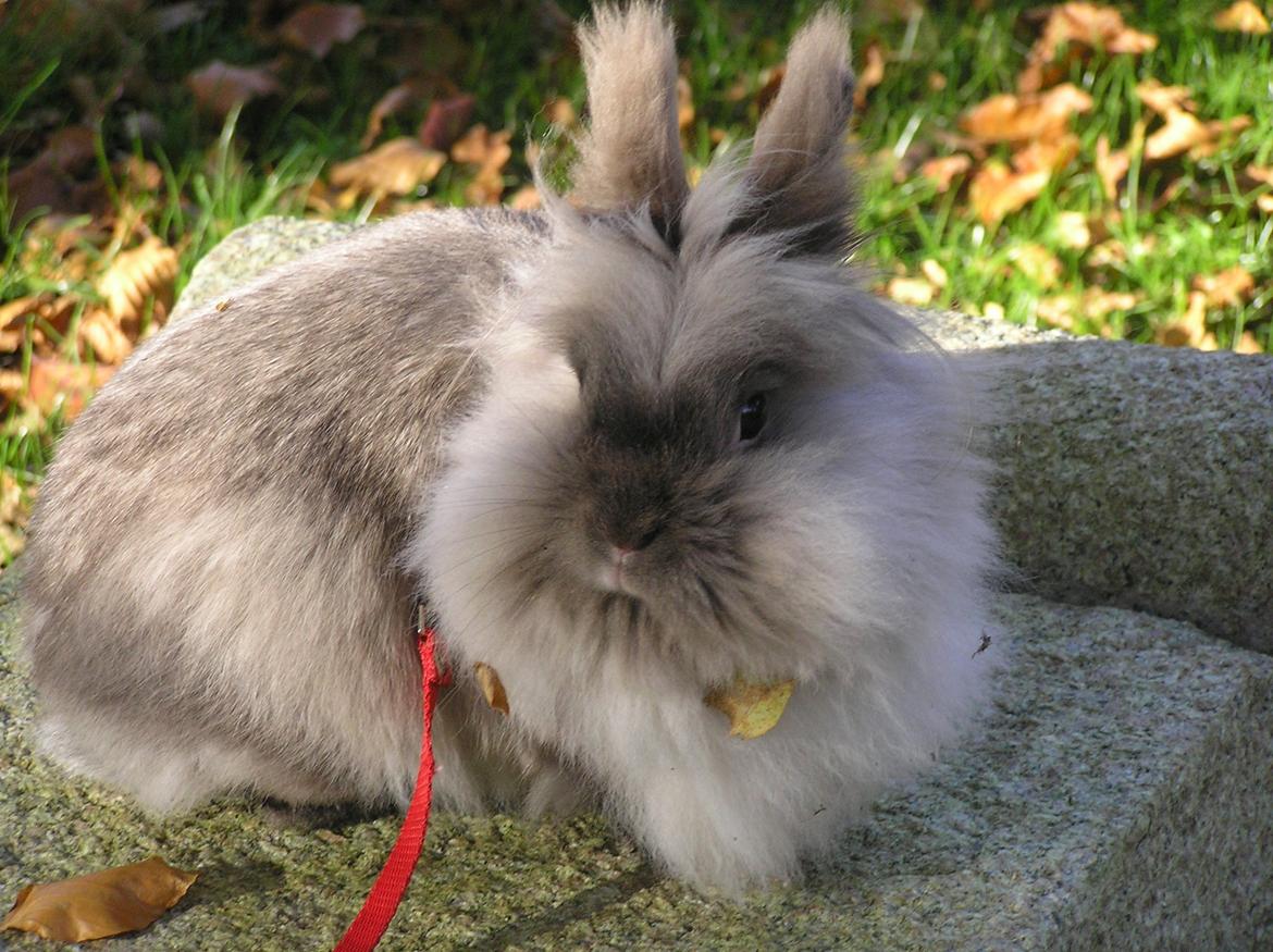 Kanin Mosegårdens Tulle billede 2