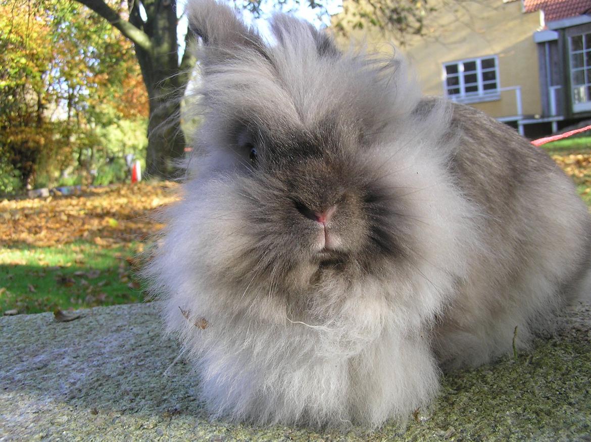 Kanin Mosegårdens Tulle billede 3