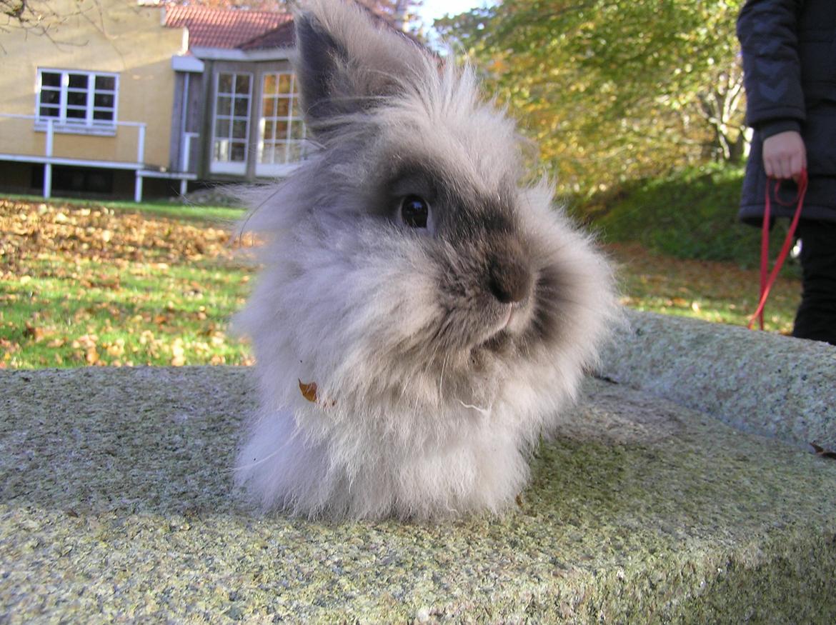 Kanin Mosegårdens Tulle billede 4