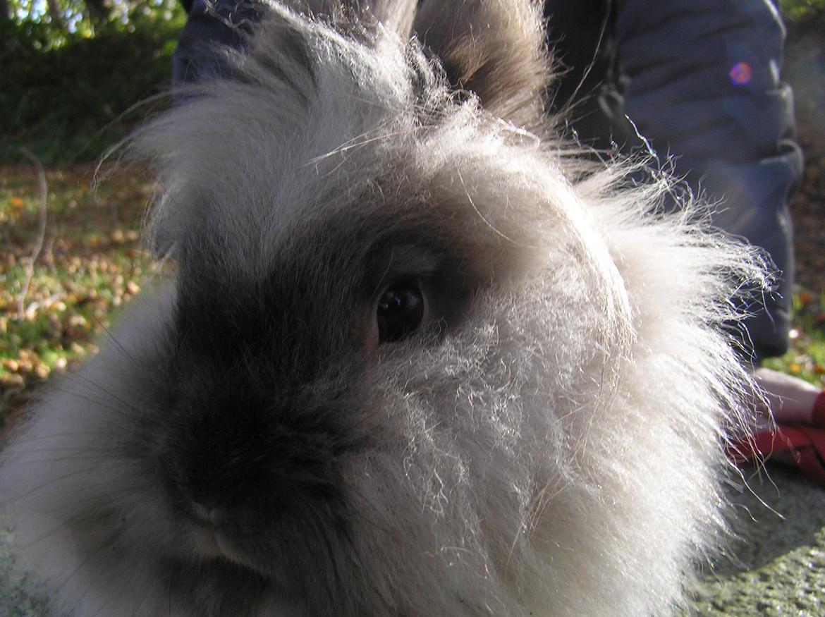 Kanin Mosegårdens Tulle billede 5