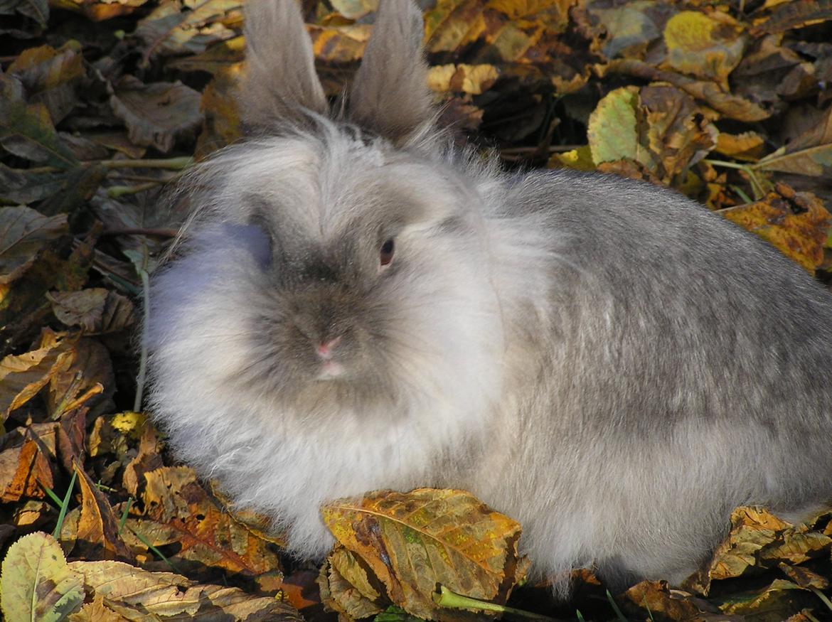 Kanin Mosegårdens Tulle billede 6