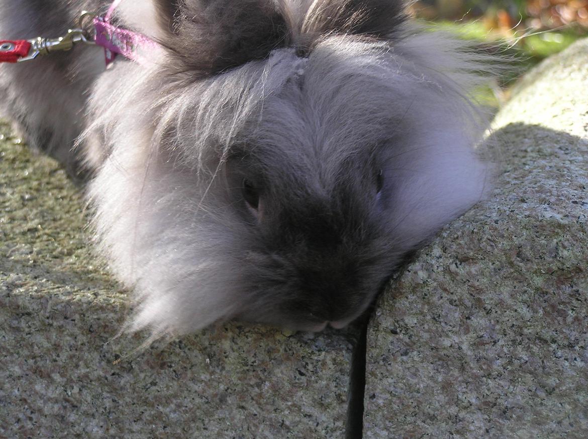 Kanin Mosegårdens Tulle - Er hun ikke kær? <33 billede 7