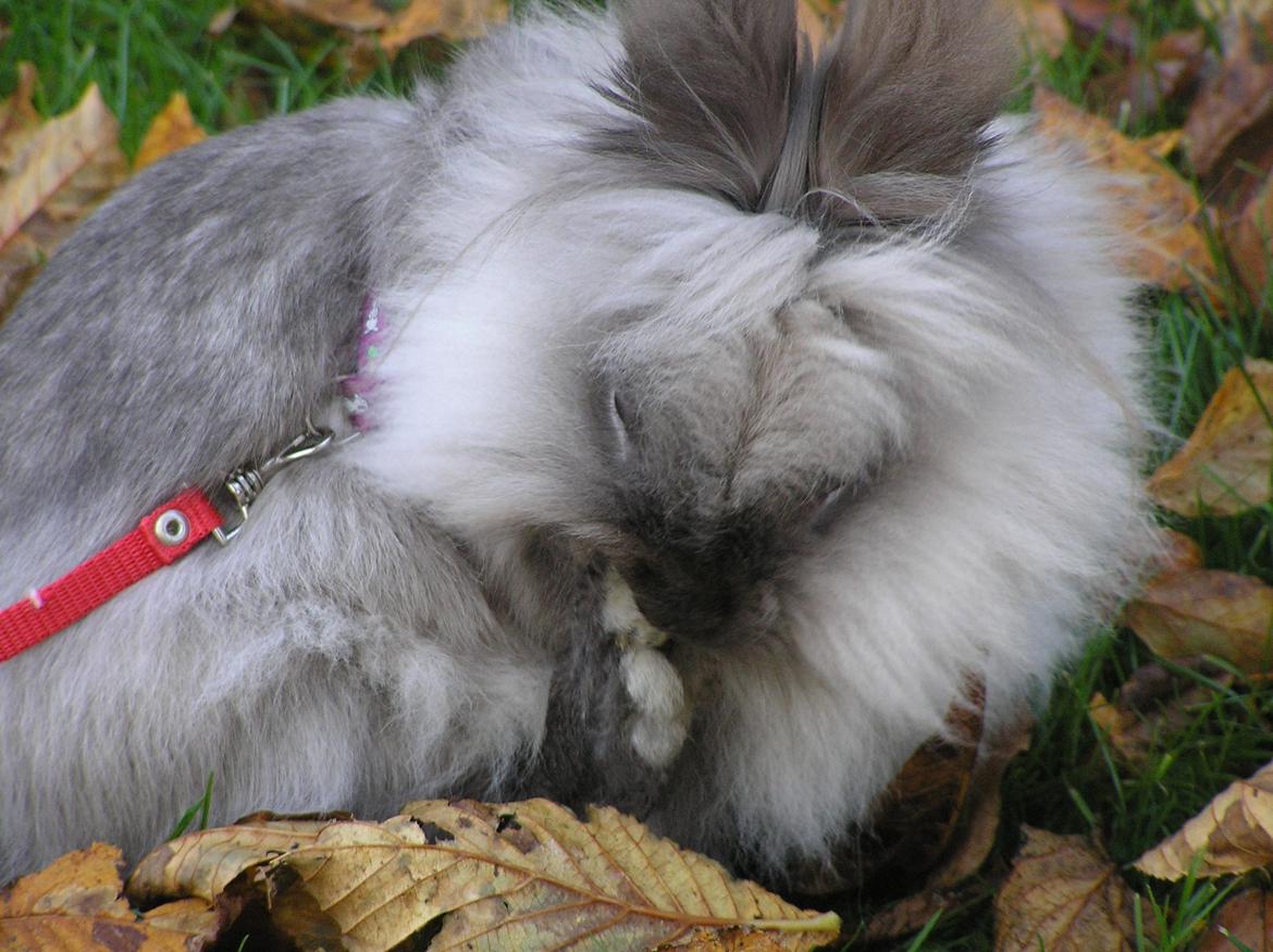 Kanin Mosegårdens Tulle - Farvel<33 billede 8