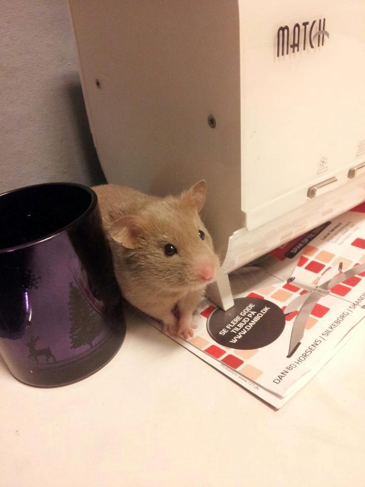 Hamster Prop <3 - Nurrh.. elsker det at han krydser poterne.. ♥ billede 4