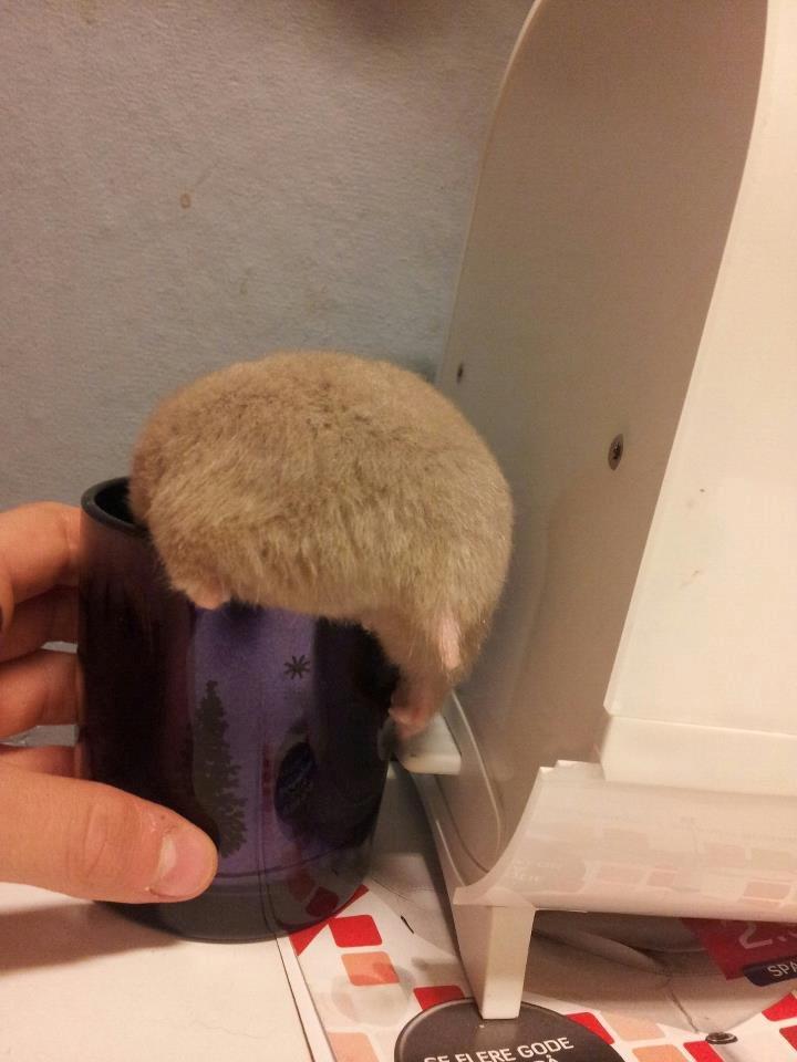 Hamster Prop <3 - Prop er på vej ned i lysestagen ♥ billede 2