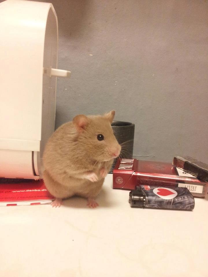 Hamster Prop <3 billede 3