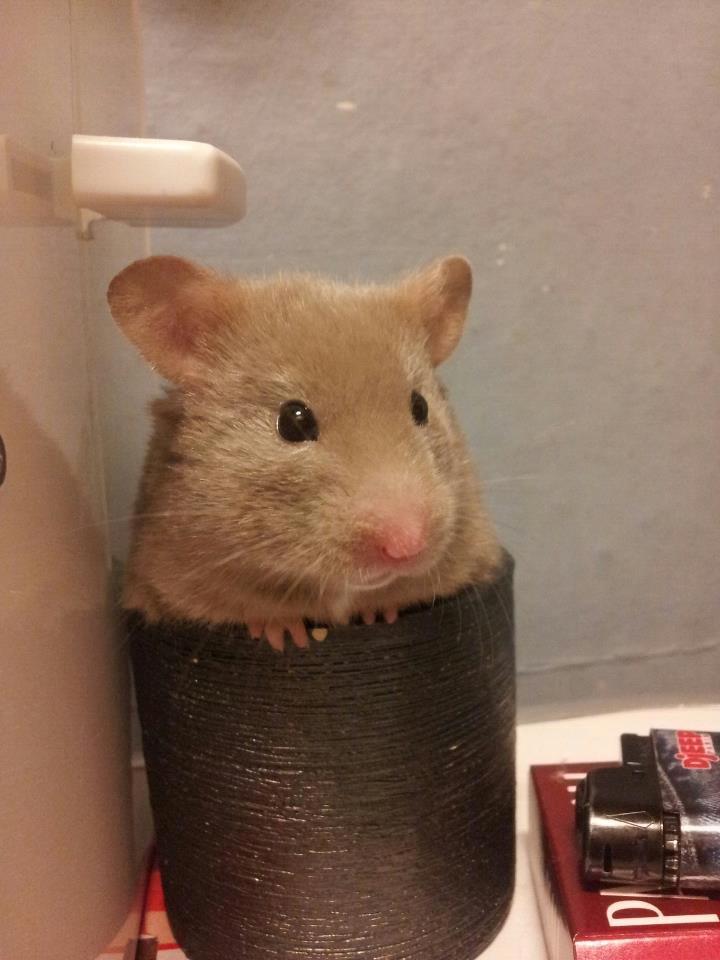 Hamster Prop <3 - Hej ♥
Mit navn er Prop ♥ billede 1
