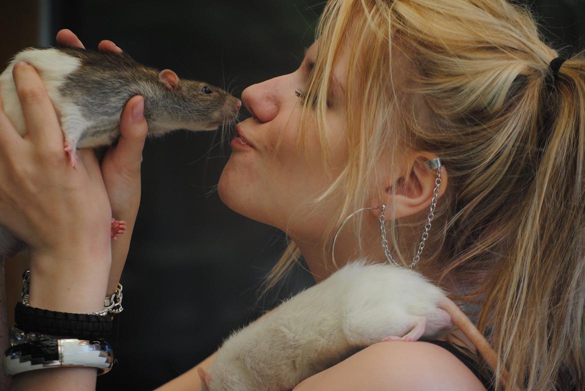 Tamrotte Coda billede 1