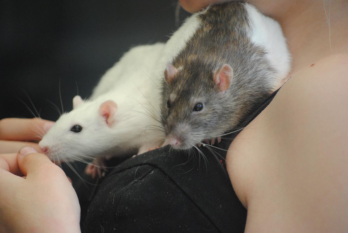 Tamrotte Coda billede 2