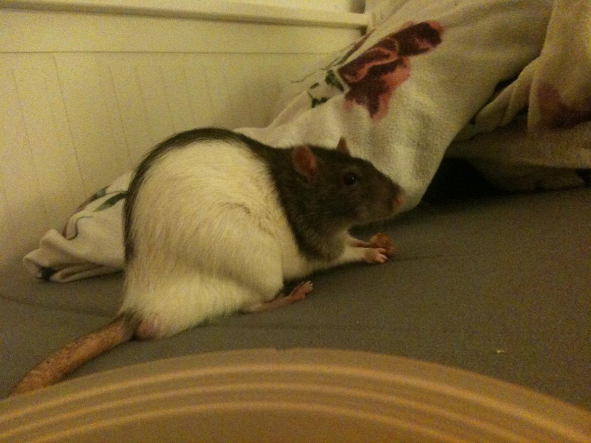 Tamrotte Coda billede 3