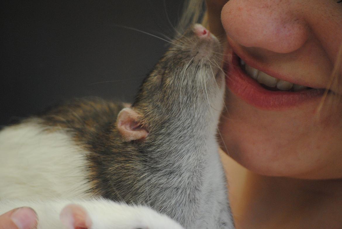 Tamrotte Coda billede 4