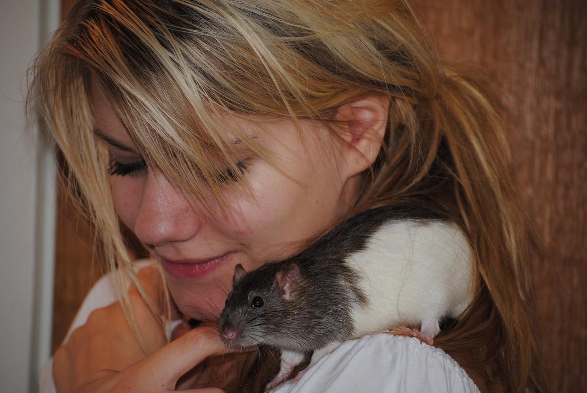 Tamrotte Coda billede 6