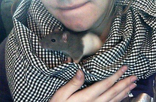 Tamrotte Coda billede 7