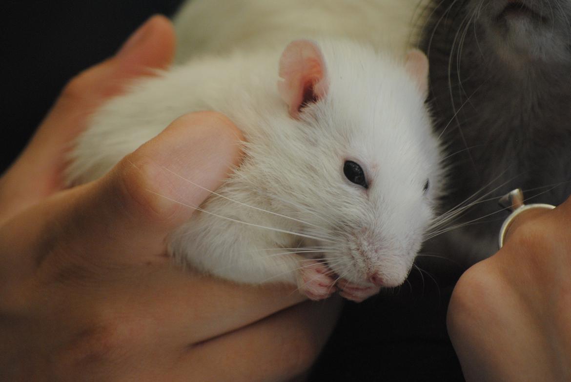 Tamrotte Baby billede 1