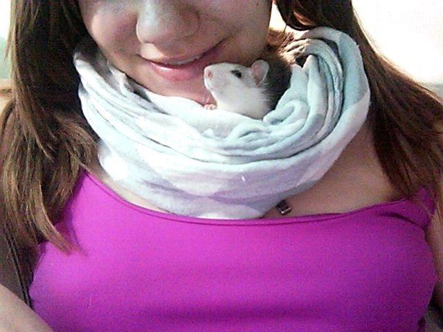 Tamrotte Baby billede 3