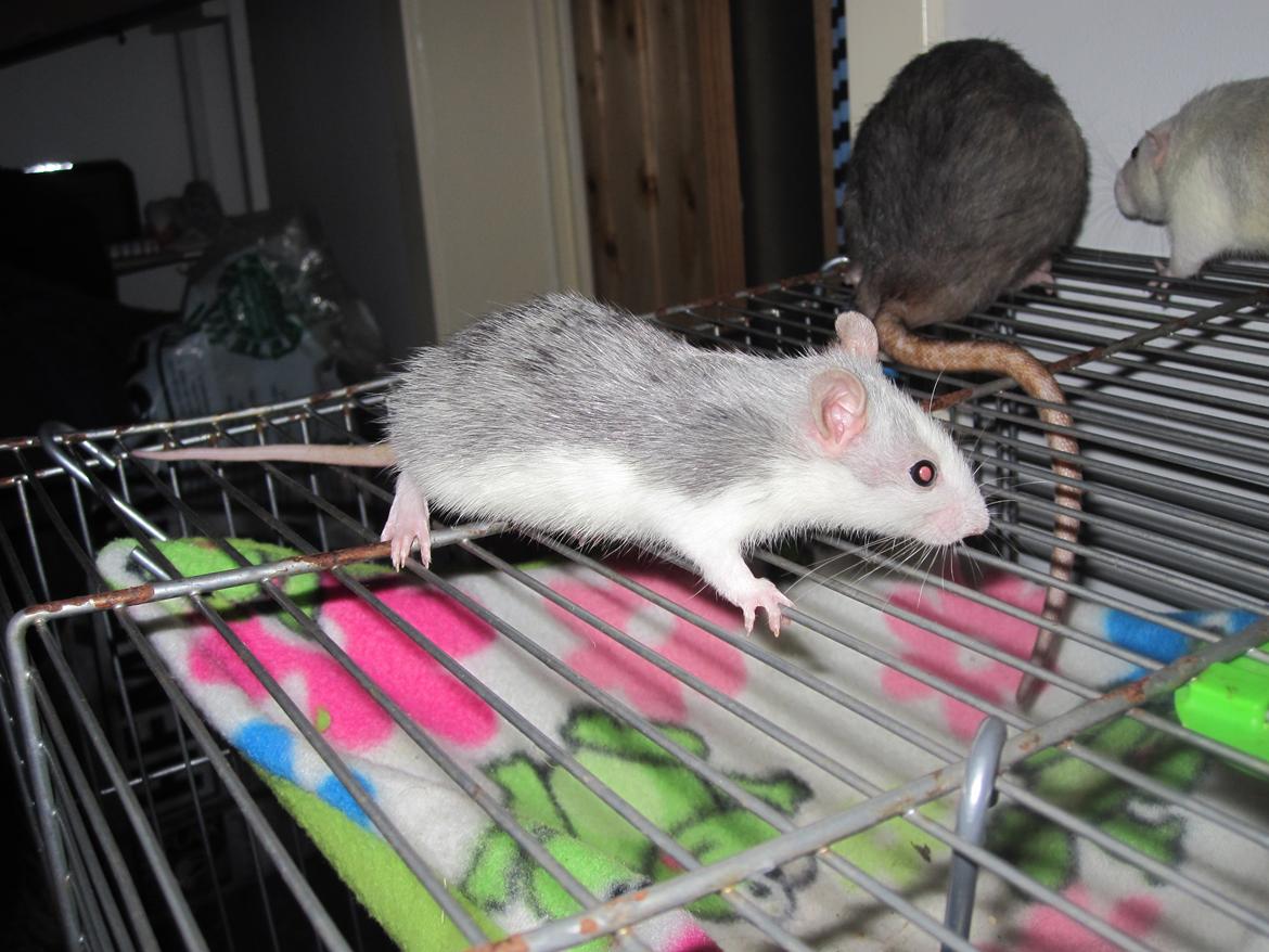 Tamrotte Baby billede 5