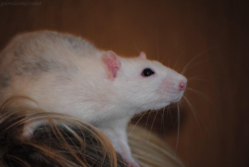 Tamrotte Baby billede 6