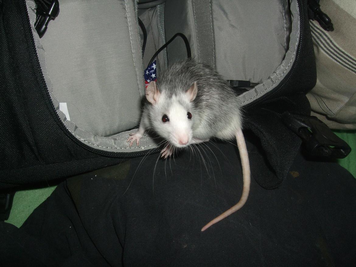 Tamrotte Baby billede 8