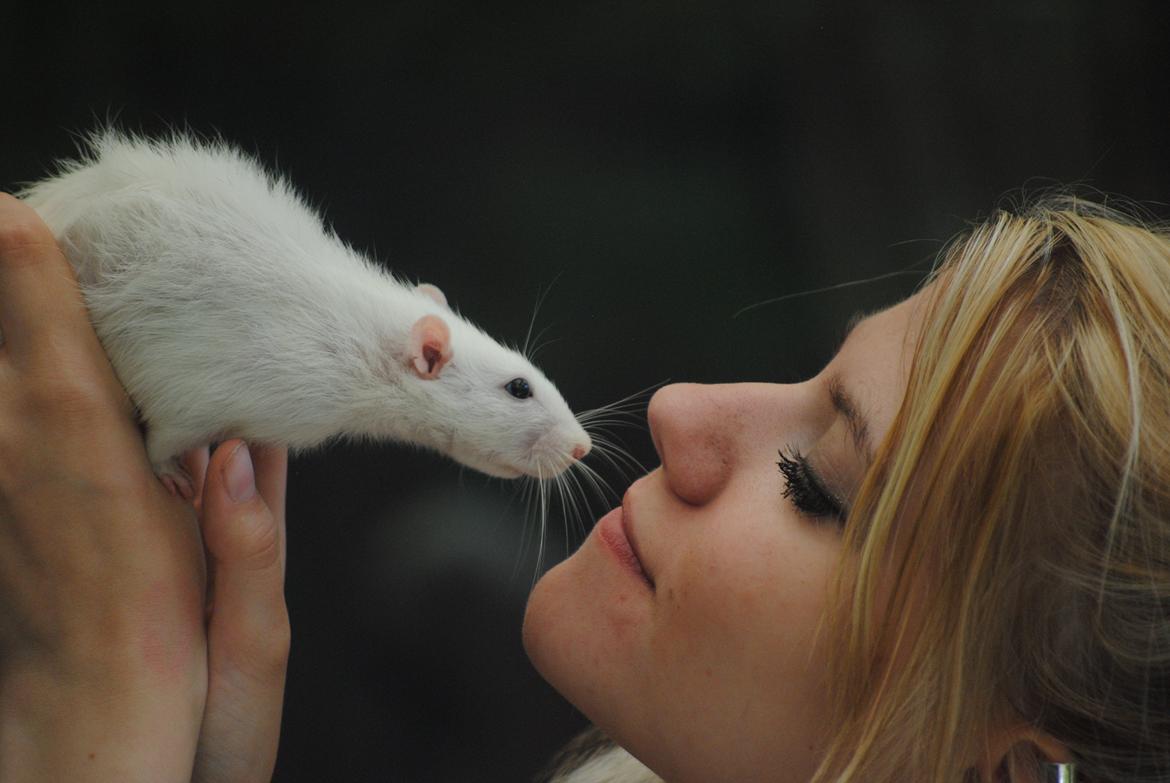 Tamrotte Baby billede 10