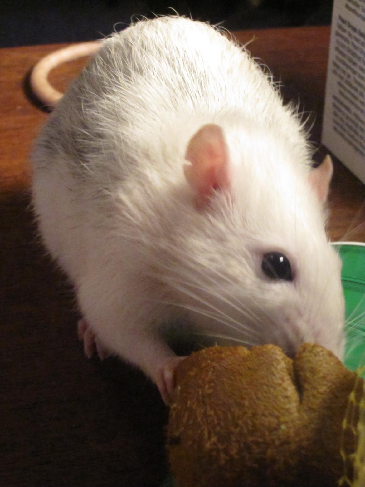 Tamrotte Baby billede 11