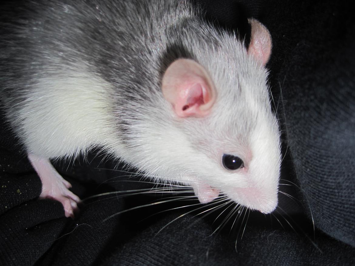 Tamrotte Baby billede 12