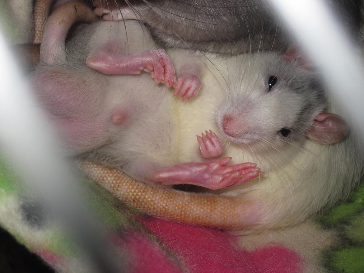 Tamrotte Baby billede 13