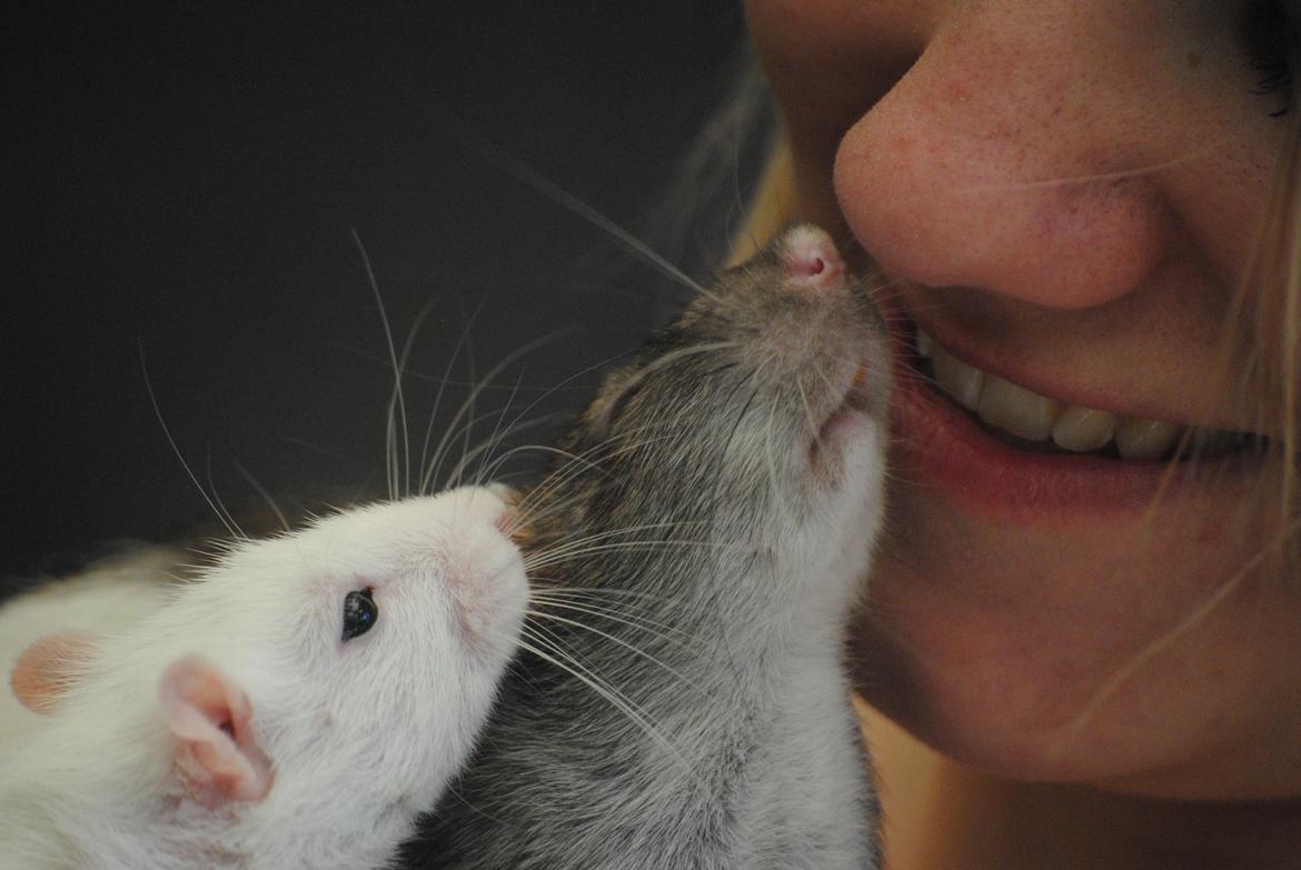 Tamrotte Baby billede 15