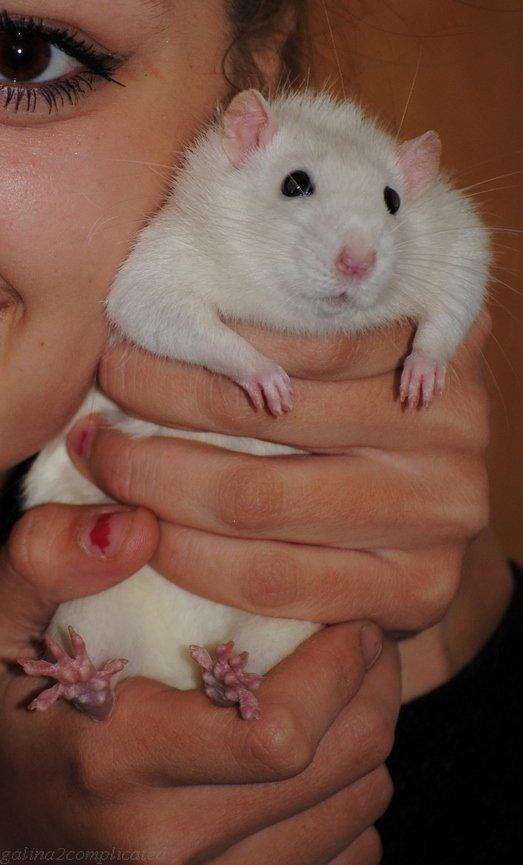 Tamrotte Baby billede 16