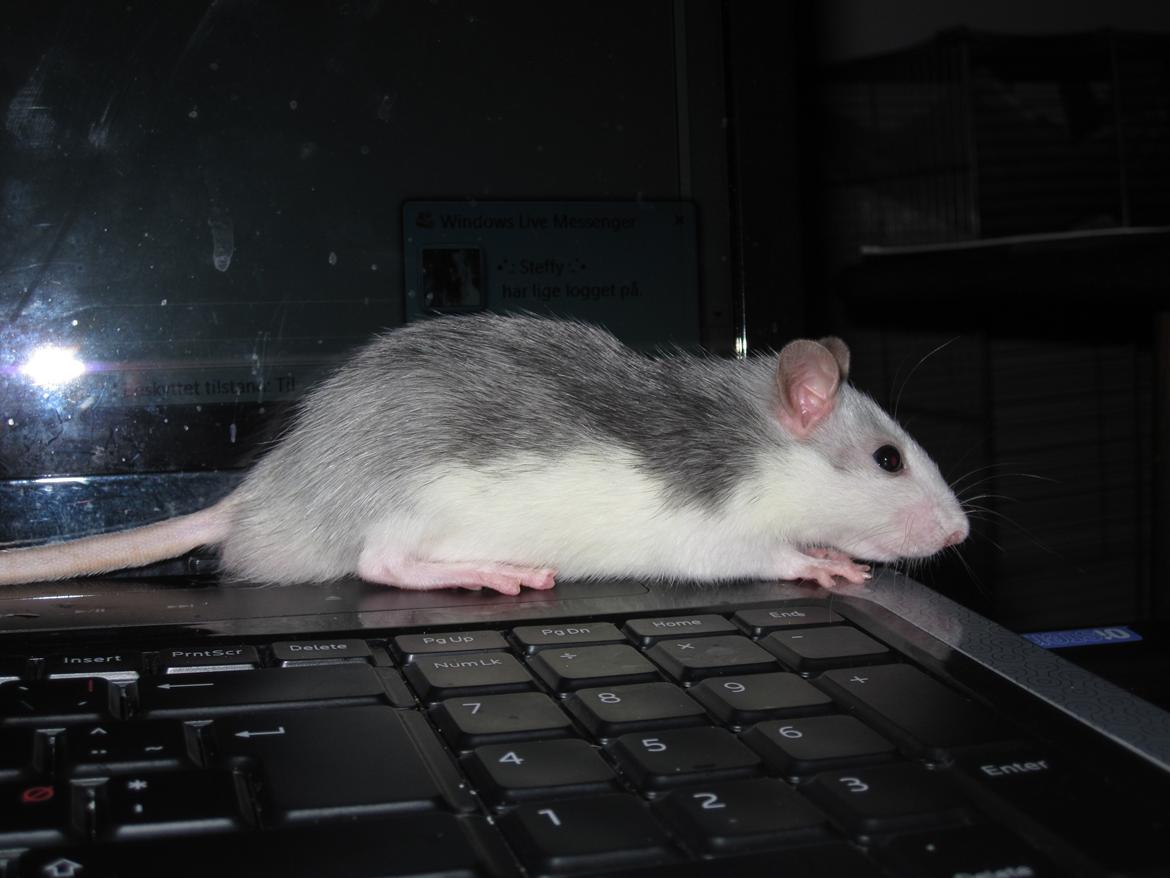 Tamrotte Baby billede 17