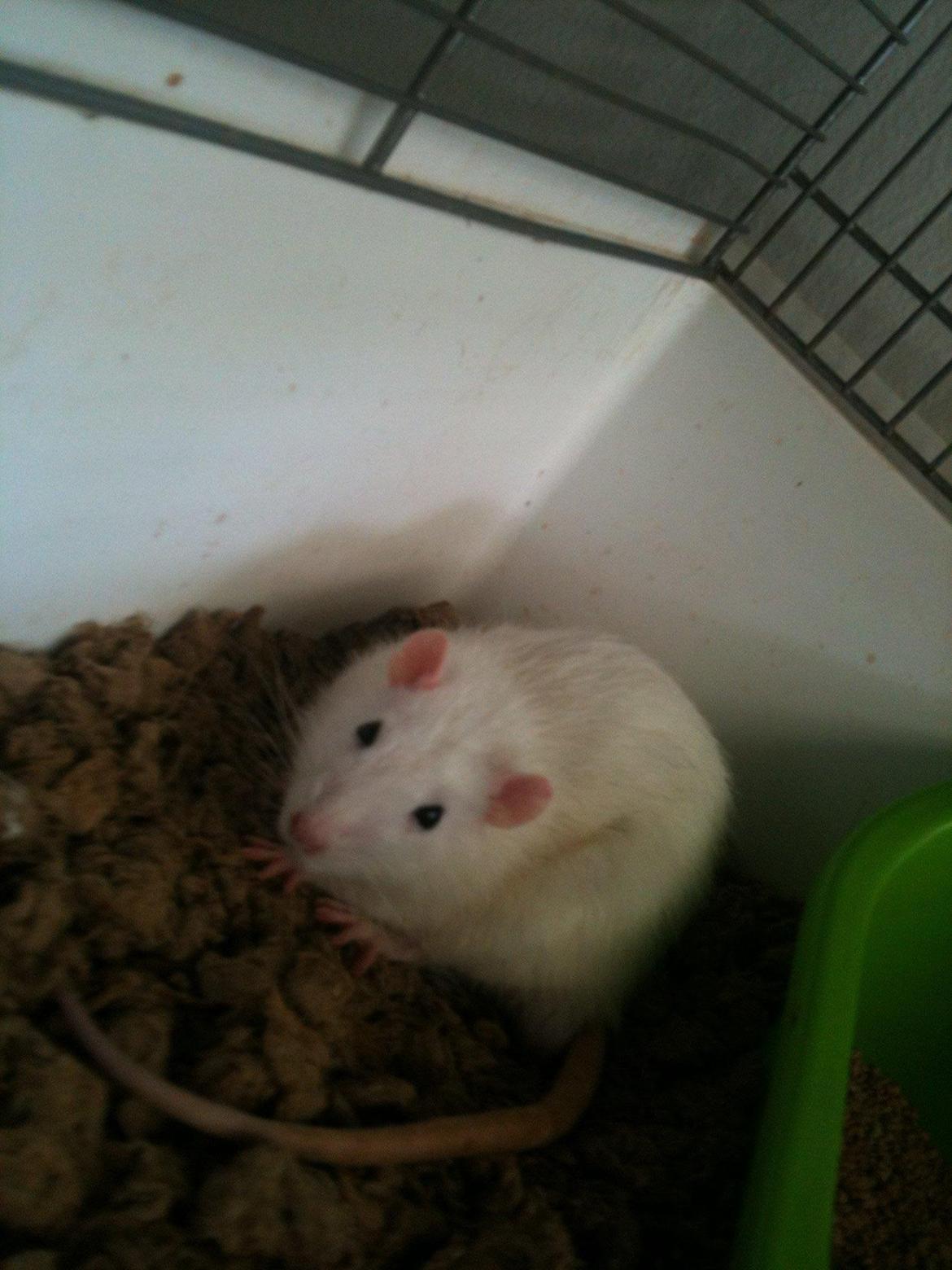 Tamrotte Baby billede 18