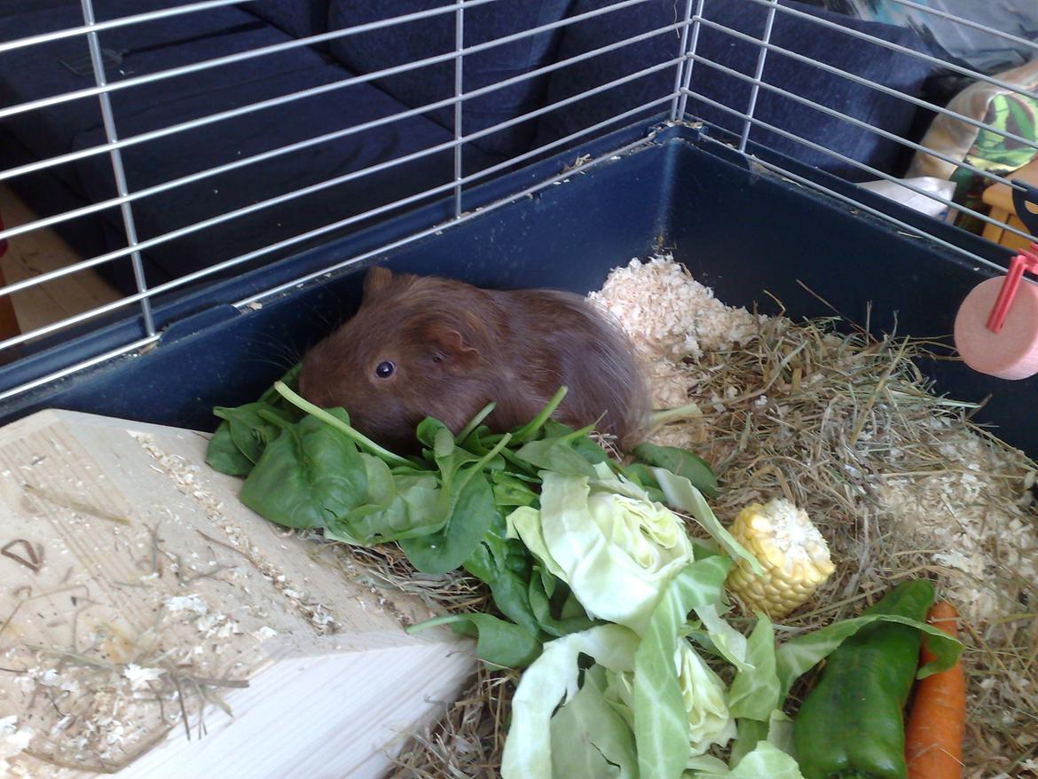 Marsvin Mimse - Spiser Spinat billede 1