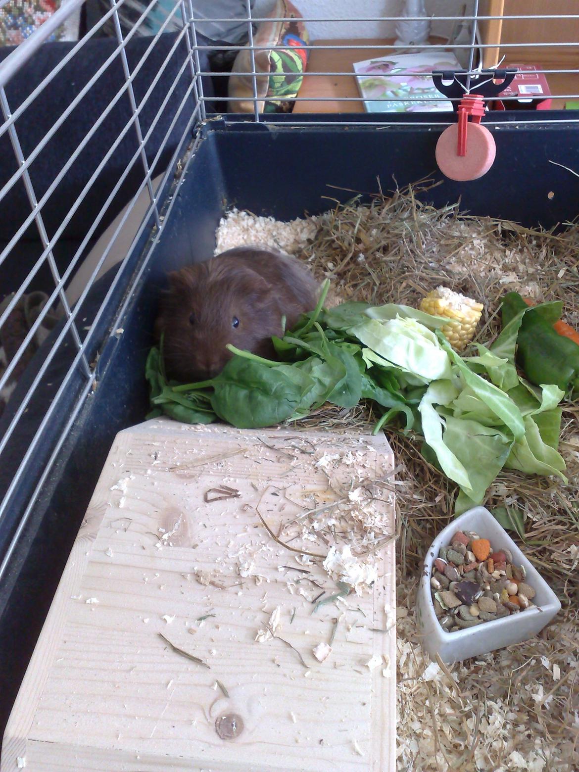 Marsvin Mimse billede 2