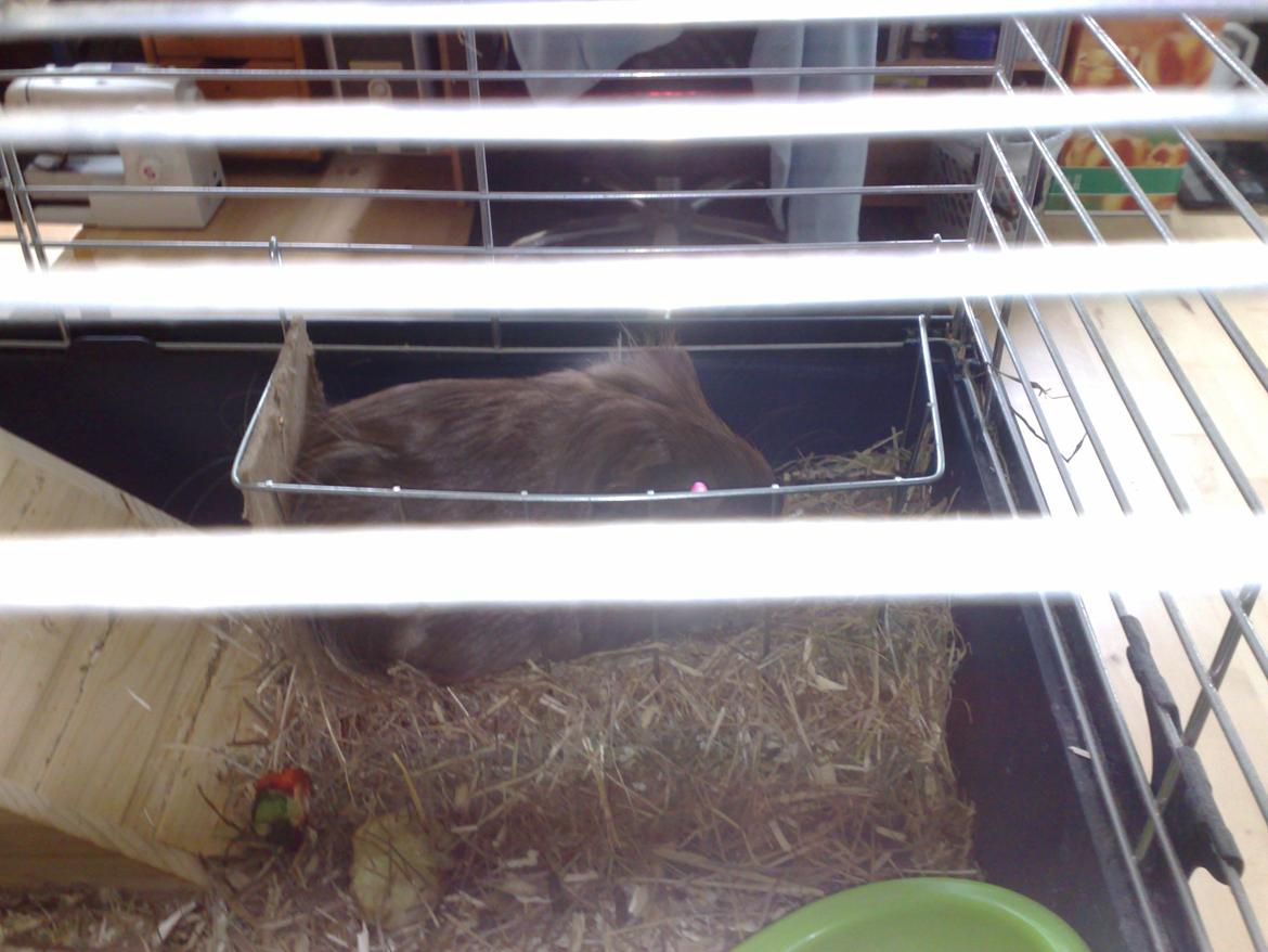 Marsvin Mimse - er hoppet op i hø hæk billede 3