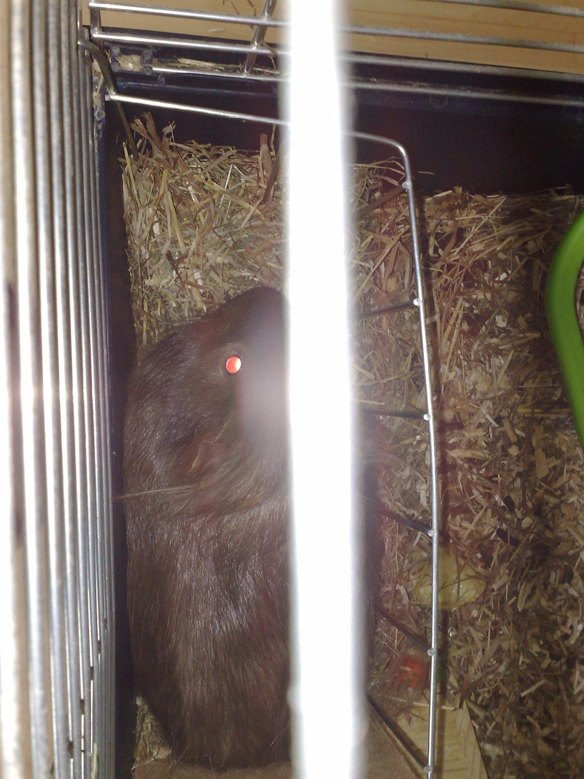 Marsvin Mimse - er hoppet op i hø hæk syndes ik der var nok i så han kunne nå fra sin seng  billede 4