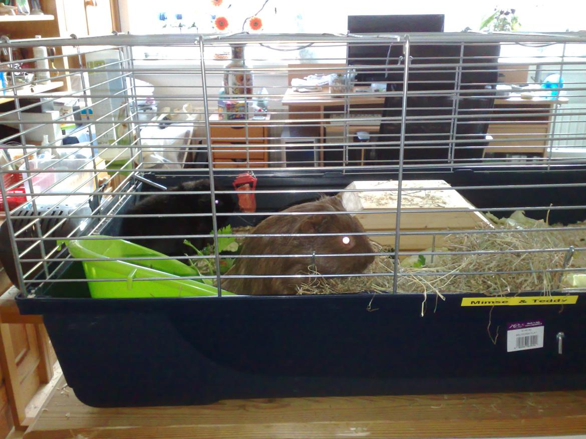 Marsvin Mimse billede 5